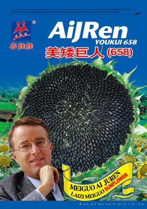 美国矮巨人658——油葵种子