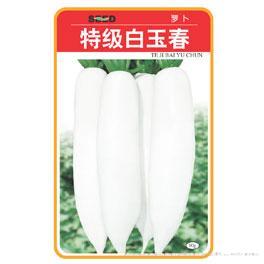 特级白玉春