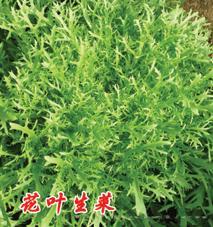 花叶生菜