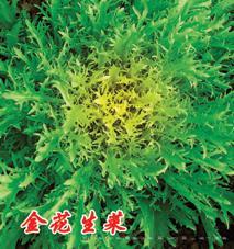 金花生菜