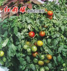红彩球