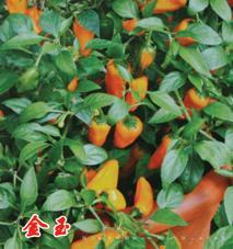 金玉