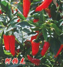 阿帕克