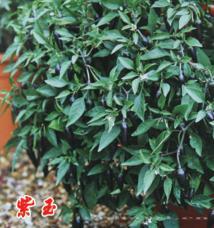 紫玉