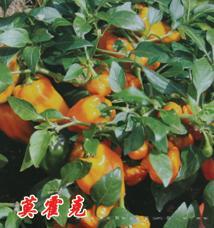 莫霍克