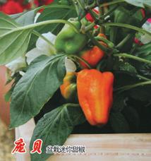 庞贝