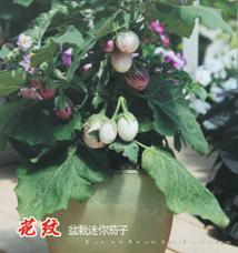 花纹