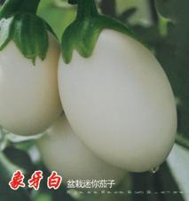 象牙白茄子