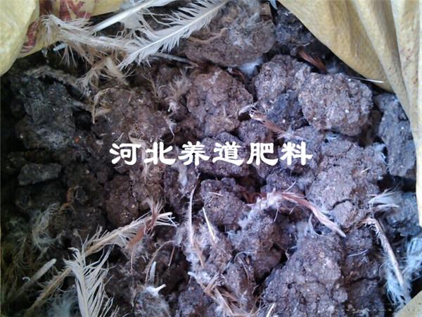天然纯鸡粪小块