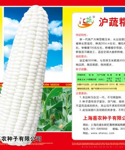 沪蔬糯四号