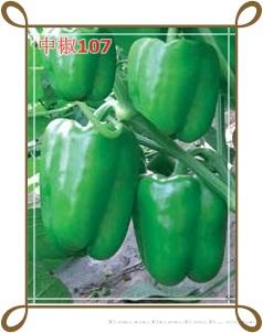 中椒107