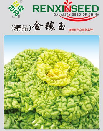 黄心乌种子--金镶玉
