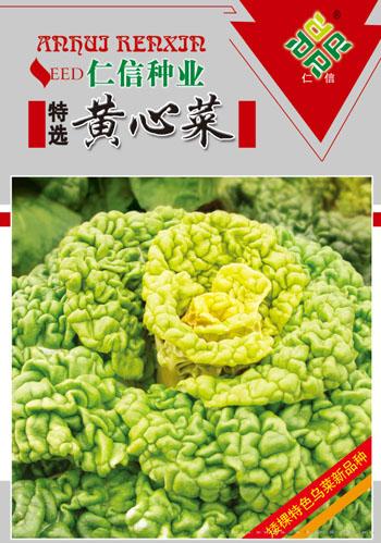 黄心乌种子--特选黄心菜
