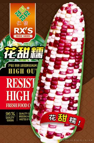 玉米种子--花甜糯