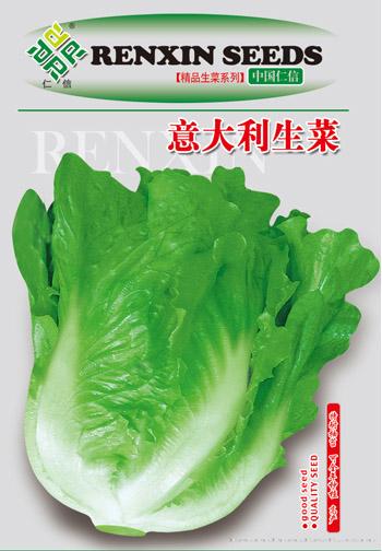 意大利生菜