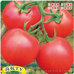 菲比