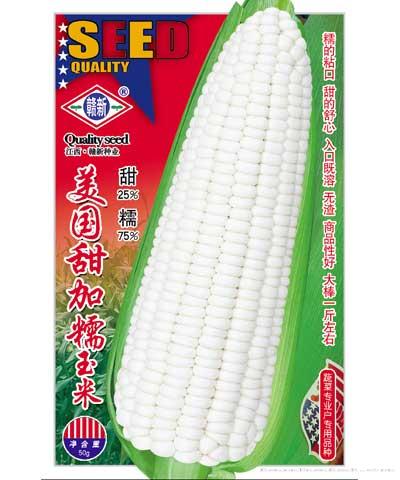 美国甜糯玉米