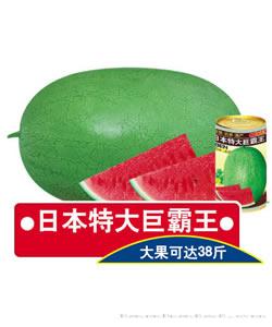 日本特大巨霸王