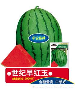 世纪早红玉