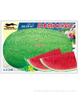 日本特大巨宝王