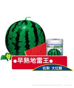 早熟地雷王