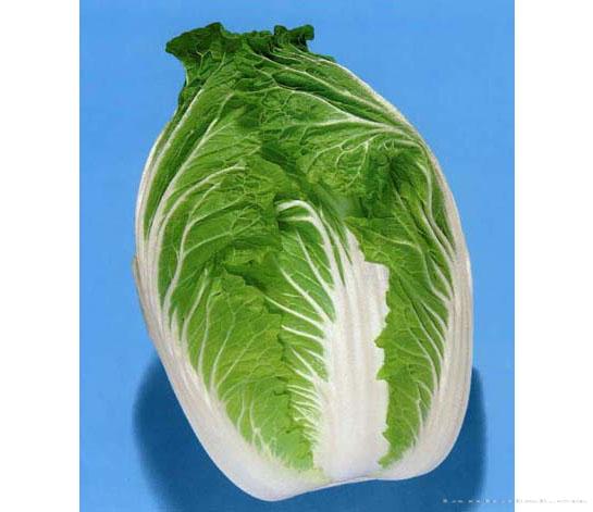 菊锦