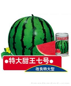 特大甜王七号