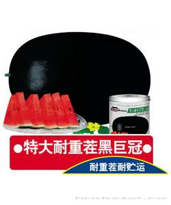特大耐重茬黑巨冠