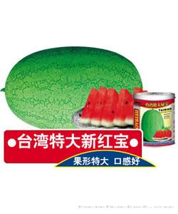 台湾特大新红宝