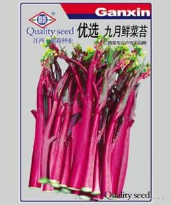 优选九月鲜菜苔 