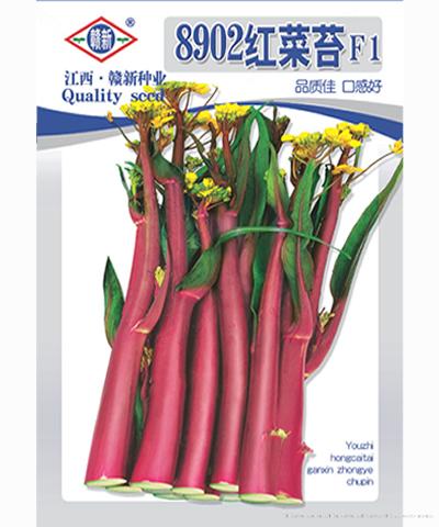8920红菜苔F1