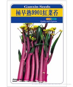 极早熟9901红菜苔