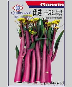  优选十月红菜苔