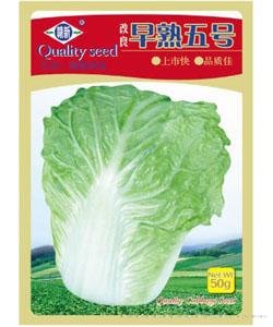 改良早熟五号
