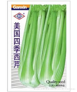 美国四季西芹