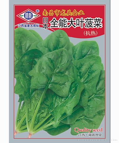 全能大叶菠菜