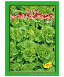 意大利全年耐抽苔生菜