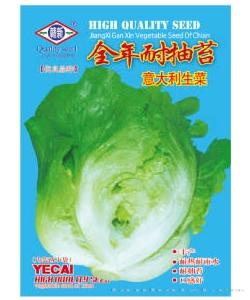 全年耐抽苔生菜