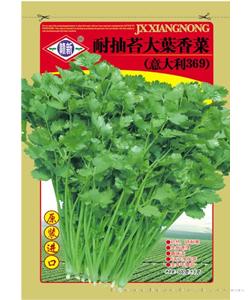 耐抽薹大叶香菜