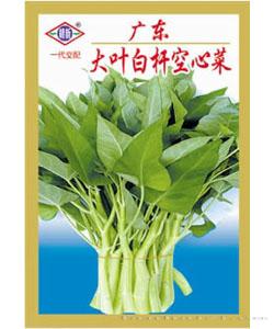 大叶白杆空心菜