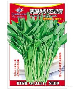 泰国尖叶空心菜