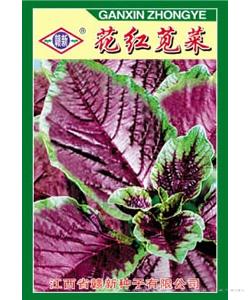 花红苋菜