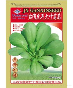 台湾虎耳大叶茼蒿