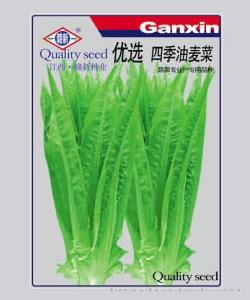 优选四季油麦菜