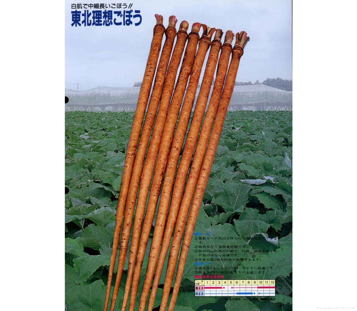 东北理想