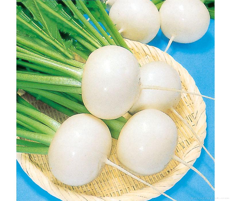 雪珍珠