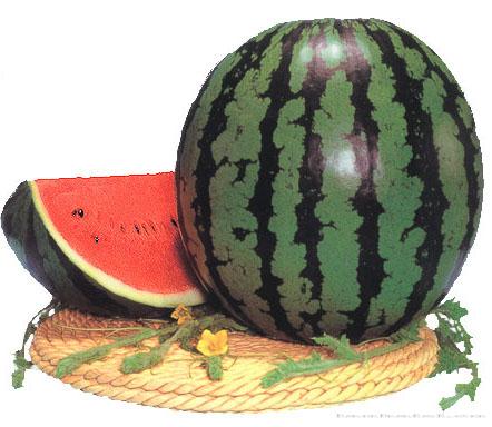 巨龙