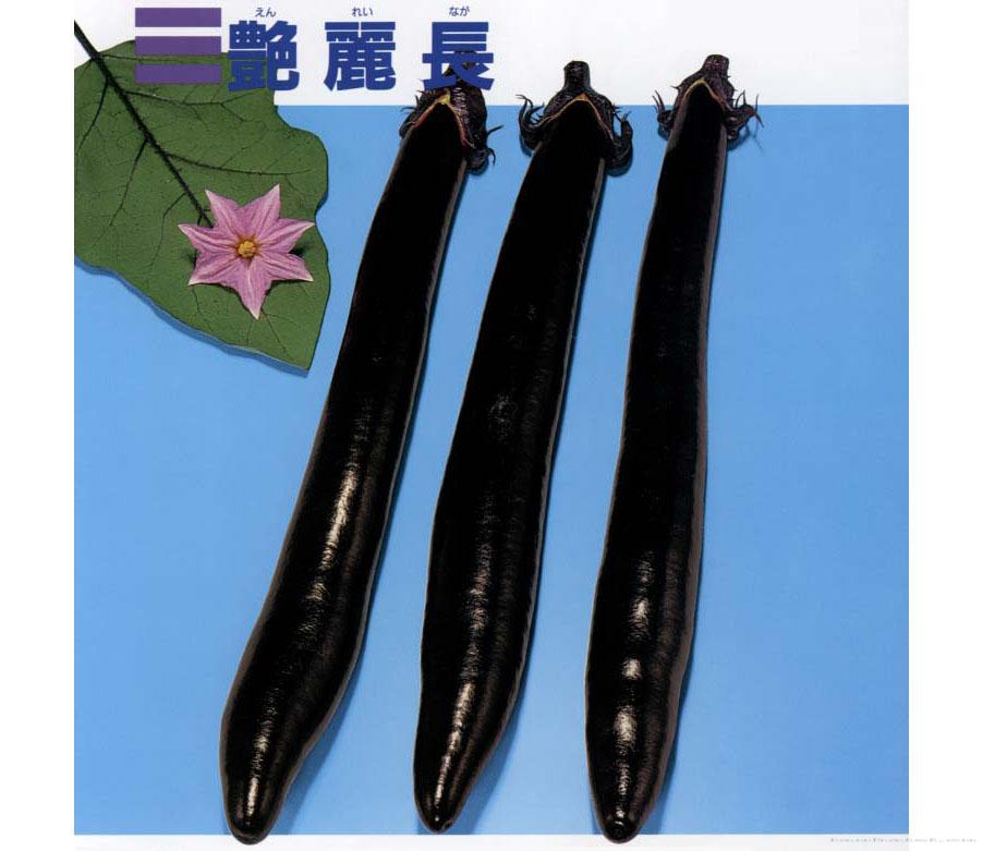 艳丽长