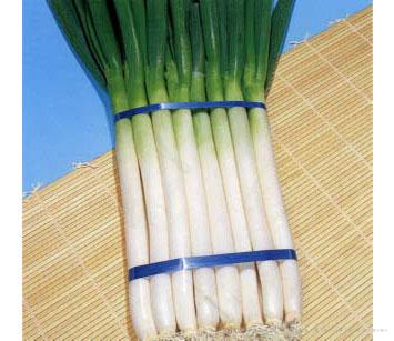 冬越一本太