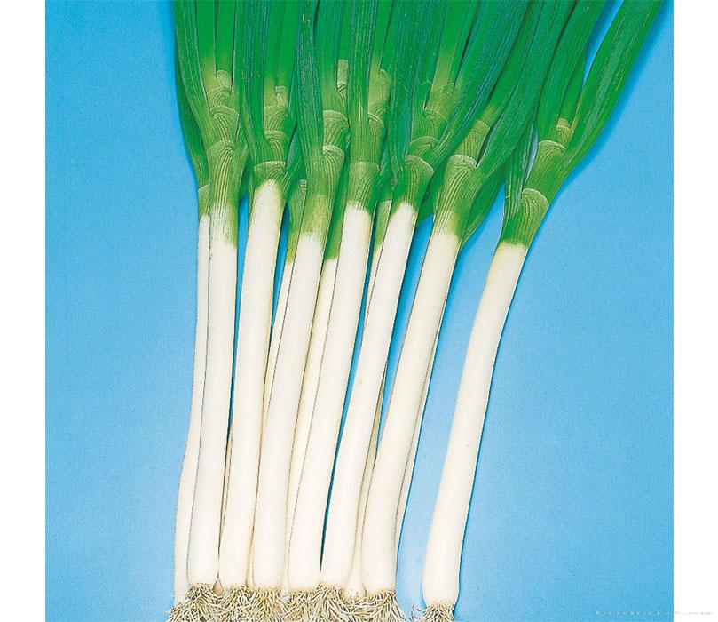 长泷